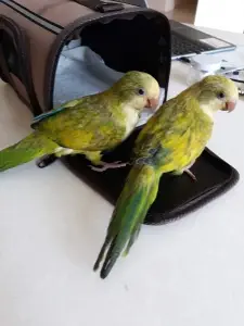 Friendly Bird Aviary