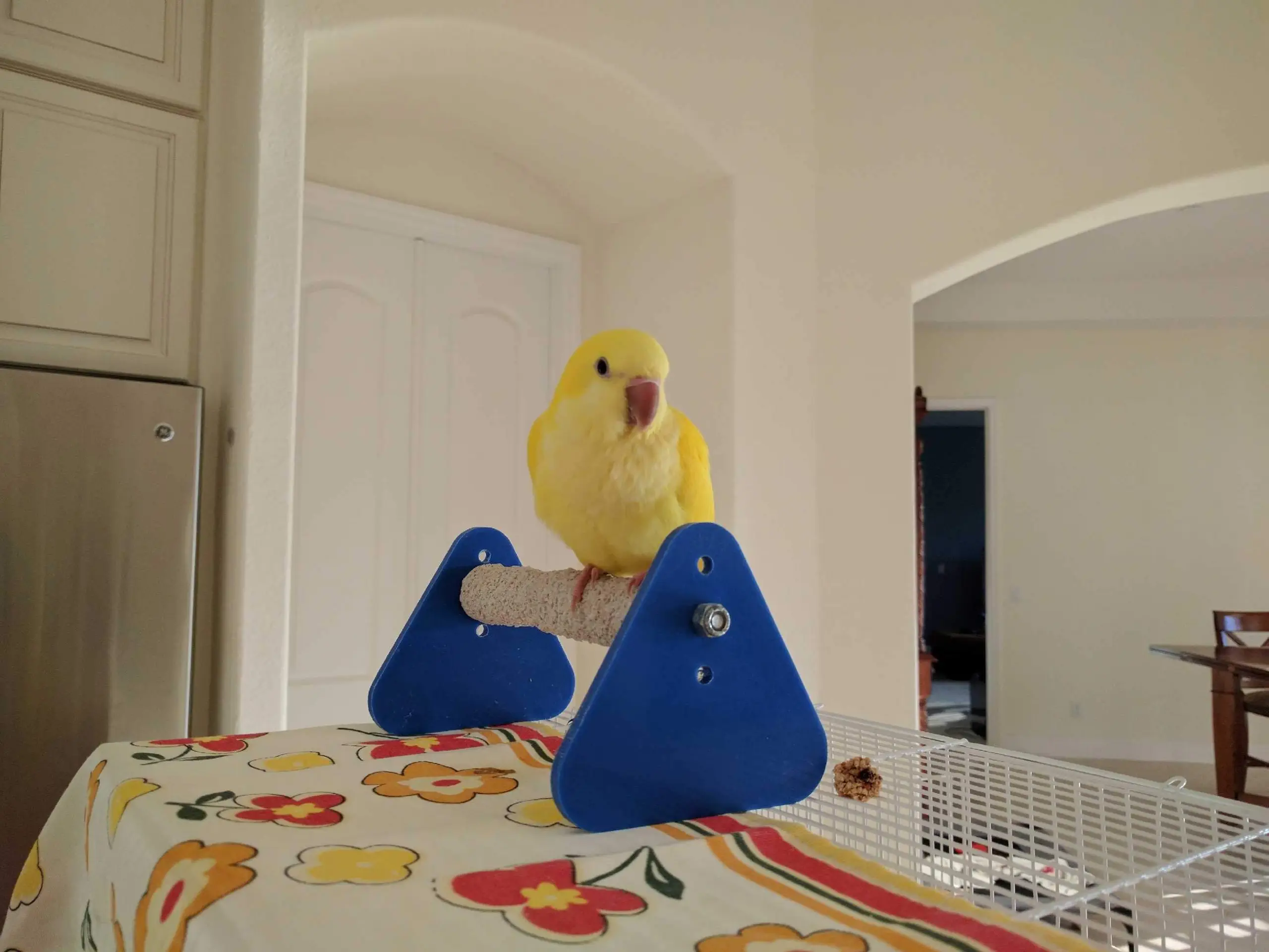 Dark Eye Yellow Quaker